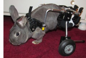 Miley cart - happy tail