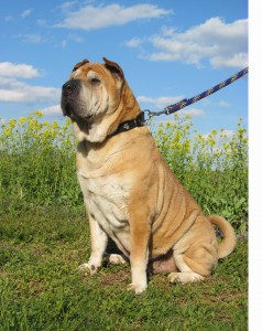 Wilford - happy tail