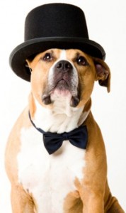 Dog in Top Hat