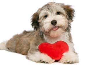 Puppy with heart