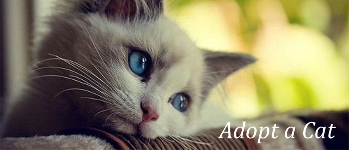 where to adopt a cat