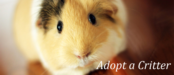 7 Reasons To Adopt A Hamster