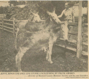 1975 - Donkeys