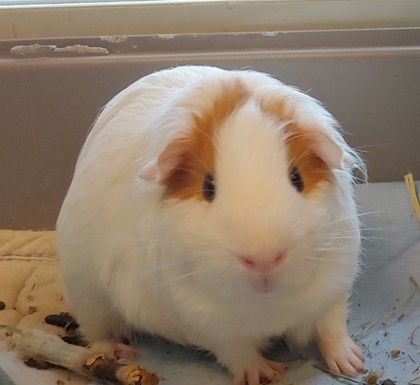 Coffee & Toffee | 6 months | Guinea Pigs | Males