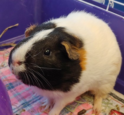 Nick “Rico” | 1y | 2.6lbs