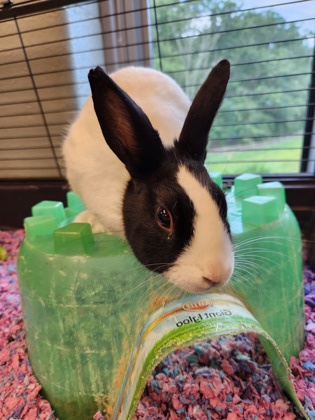 ANGUS: 2-YEAR-OLD MALE RABBIT