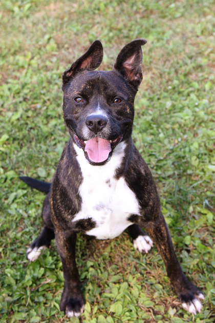 AXEL: 1-YEAR-OLD MALE