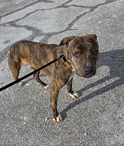 CHUCK: 1-YEAR-OLD MALE