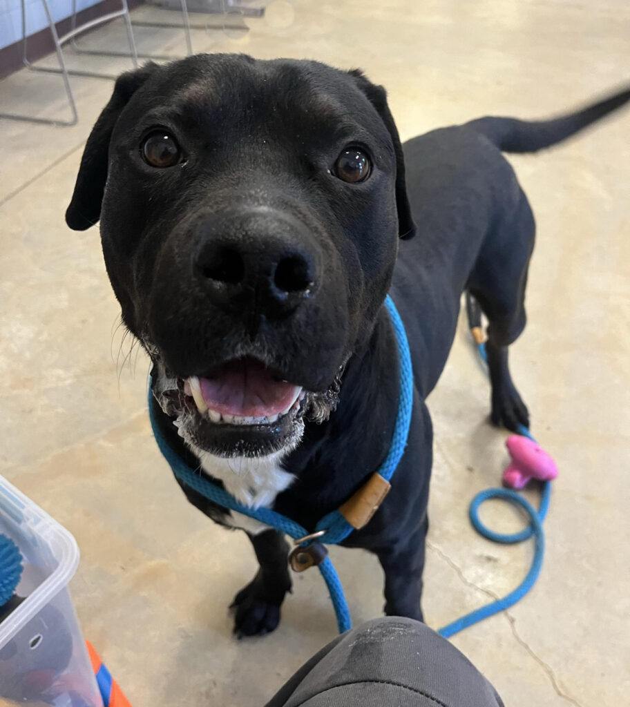 CRUZ: 4-YEAR-OLD MALE