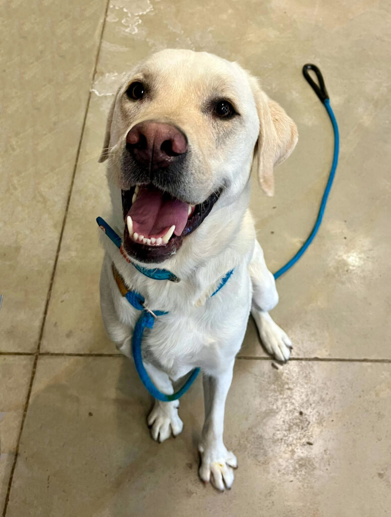 DIESEL: 3-YEAR-OLD MALE