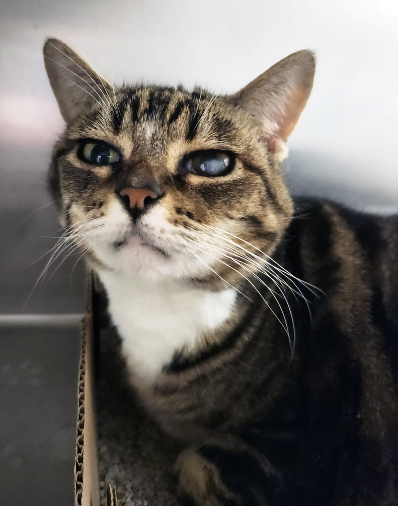 GENEVA: 10-YEAR-OLD FEMALE