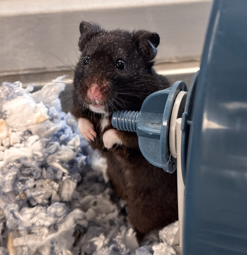 HAMTARO: 6-MONTH-OLD MALE