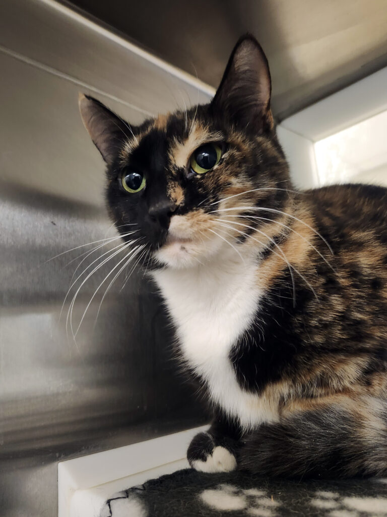 LIANORA: 3-YEAR-OLD FEMALE