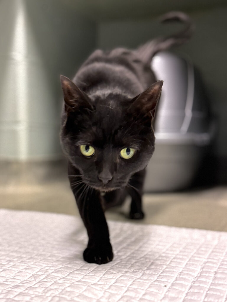 MOMO: 4-YEAR-OLD MALE