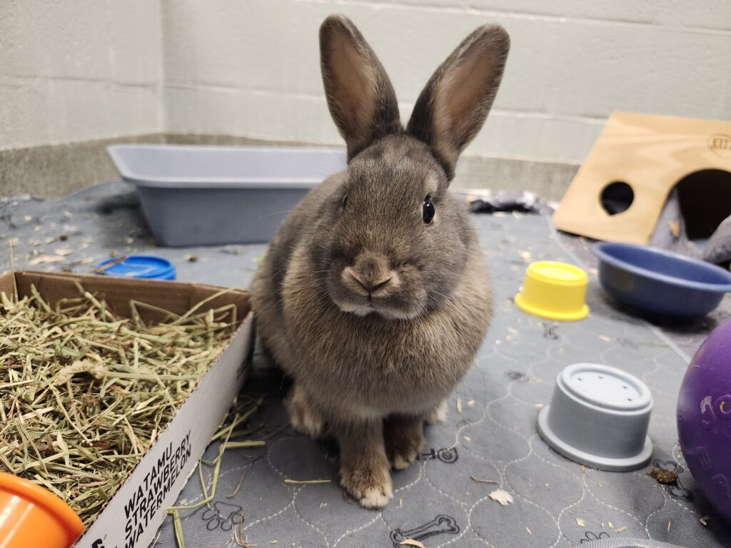 OLIVE: 1-YEAR-OLD FEMALE