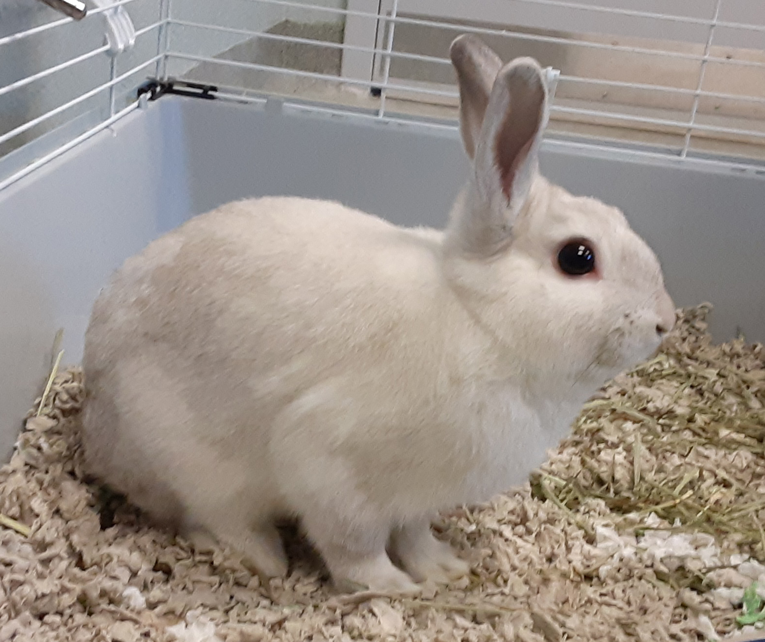 Featured Pets | The Humane Society of Harford County