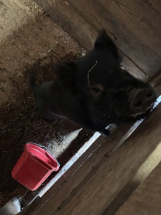 Lil P | 10 months | Pot-bellied Pig Lil P | 10 months | Pot-bellied Pig