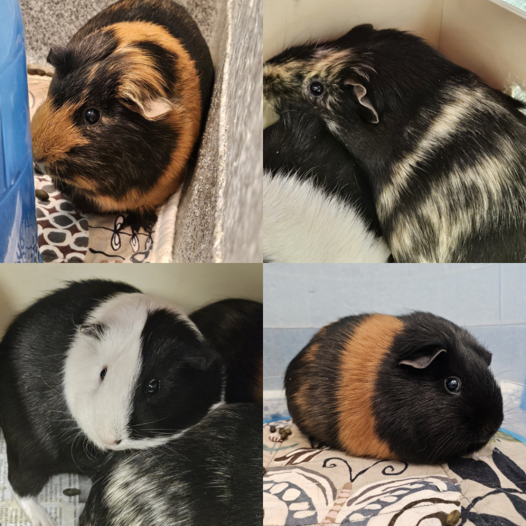 OUR GUINEA PIG FAMILY