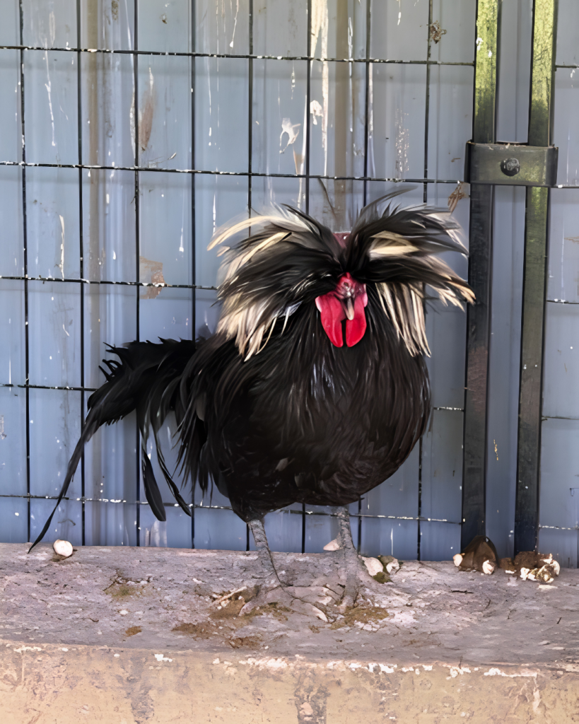 ROOSTERS!