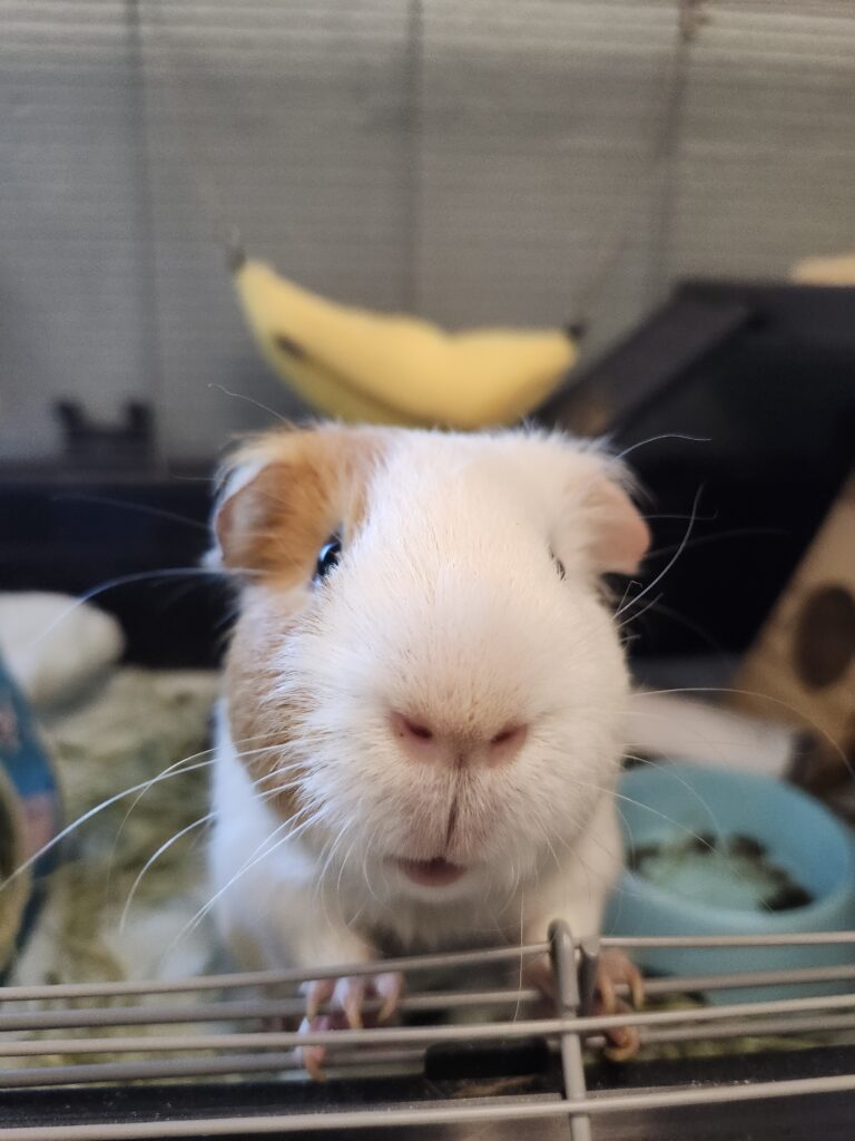 MACCHIATO: 2-YEAR-OLD MALE