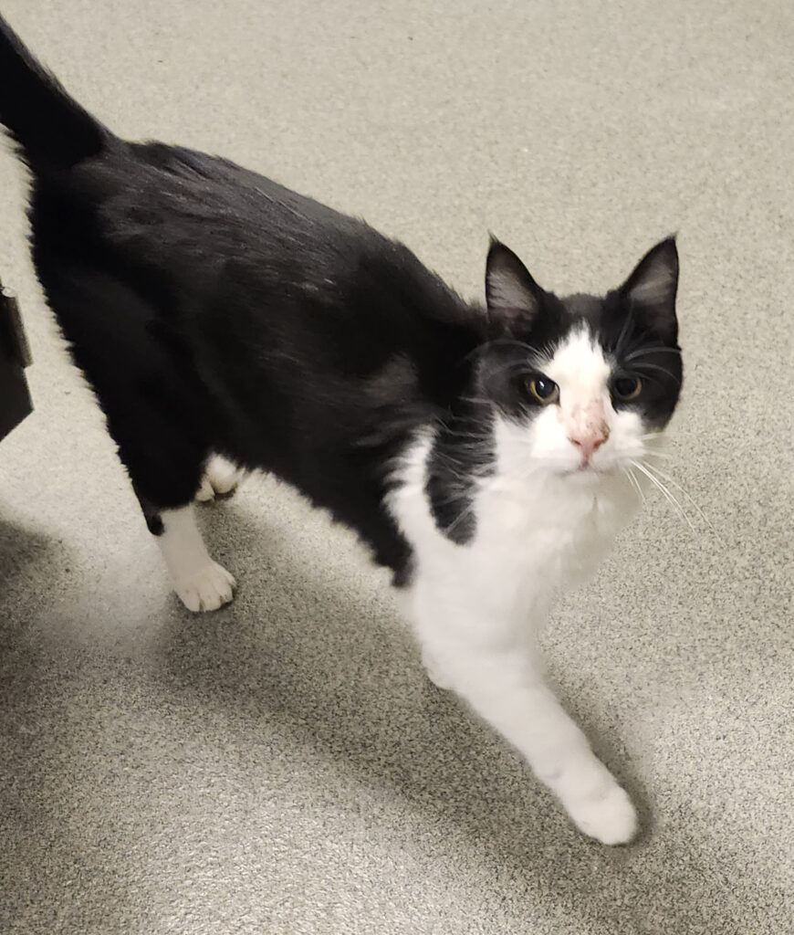 BIG HOMIE: 8-YEAR-OLD MALE