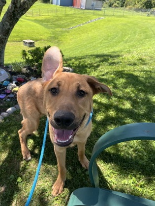 King Titan “Marshall” |8m | 74.3lbs