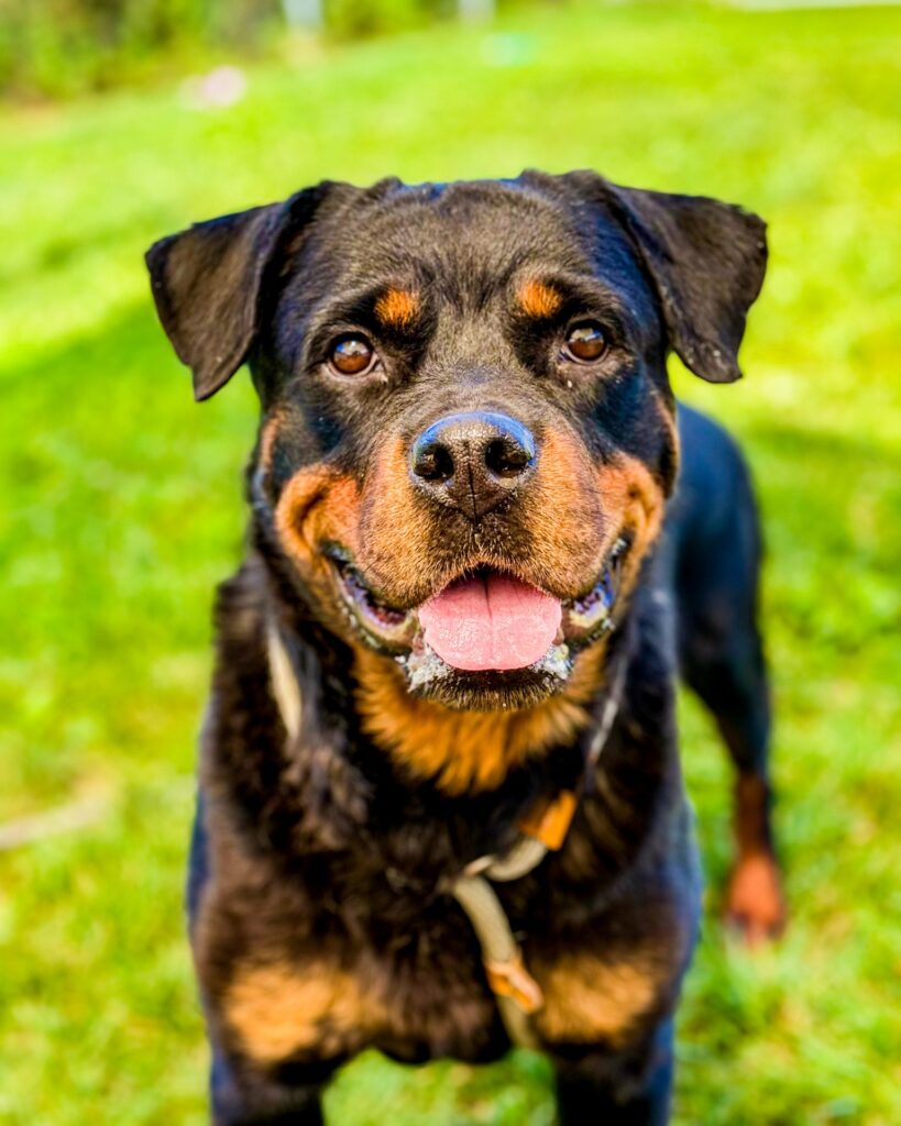 Rottiana | 5 yrs | 65 lbs