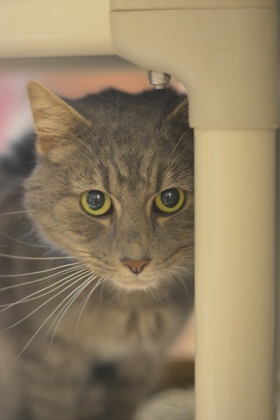 Jack | 5 yr | Domestic Medium Hair