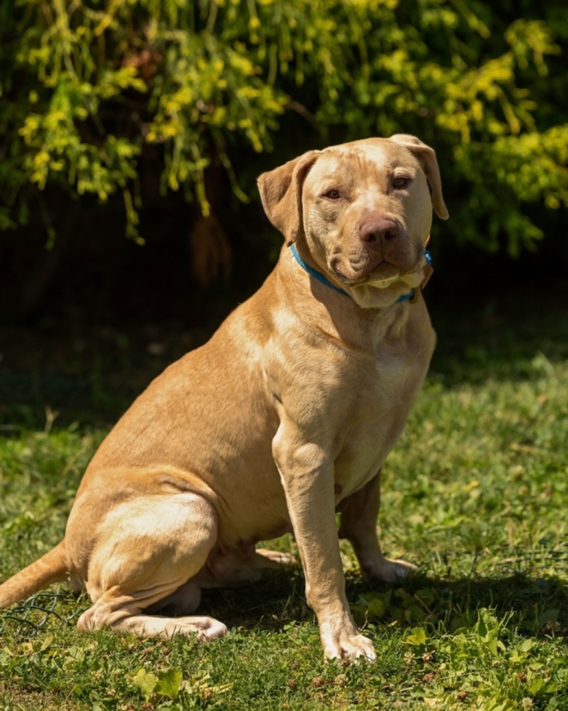 RUBY: 3-YEAR-OLD MALE