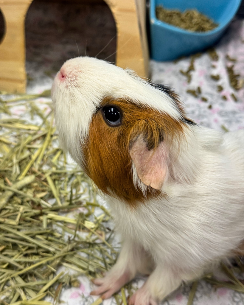 GUINEA PIGS GALORE!