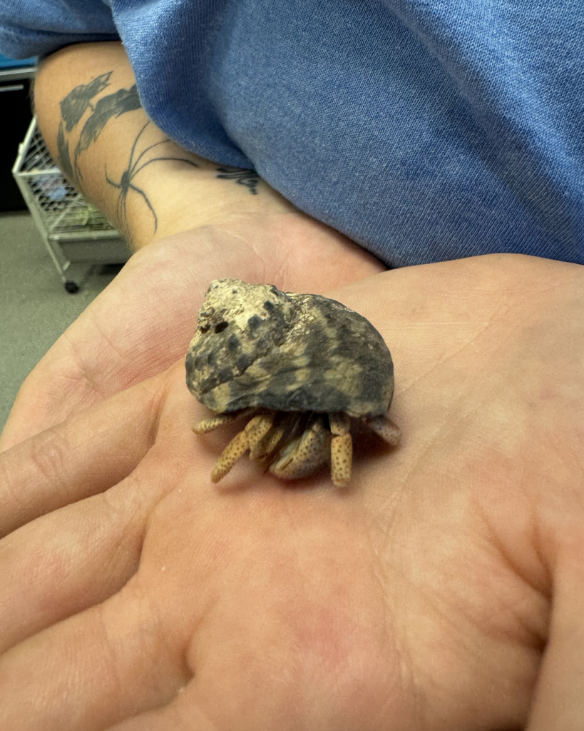 HERMIT CRABS!