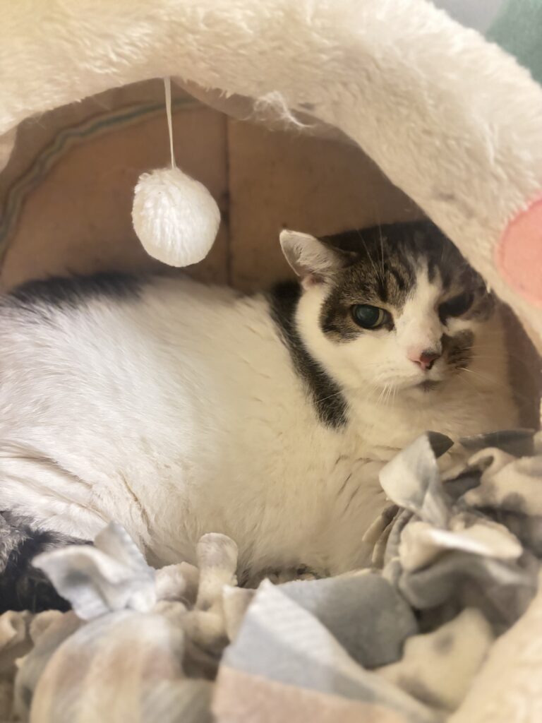 Caspurr | 10 years each | Neutered