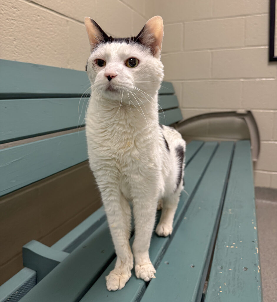 CHIPS AHOY: 14-YEAR-OLD MALE