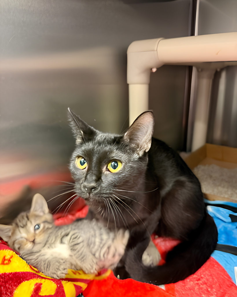 JOAN: 2-YEAR-OLD FEMALE