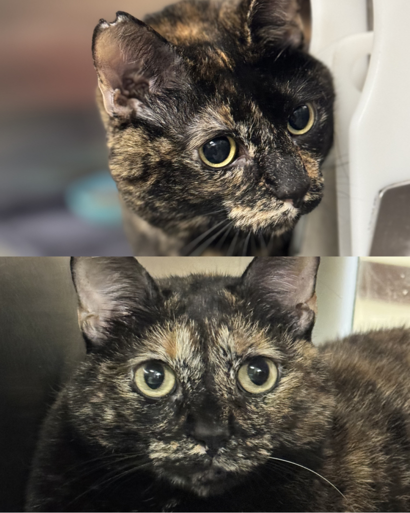 MISO & MOMO: 6-YEAR-OLD FEMALES