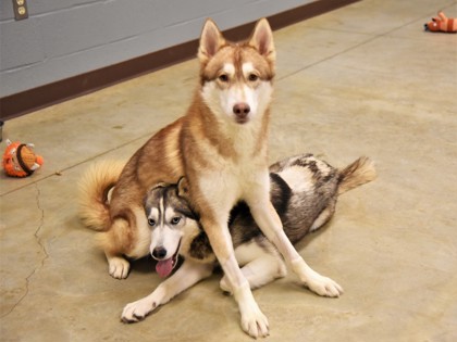 NASH & NELLIE: 1-YEAR-OLD MALE & FEMALE