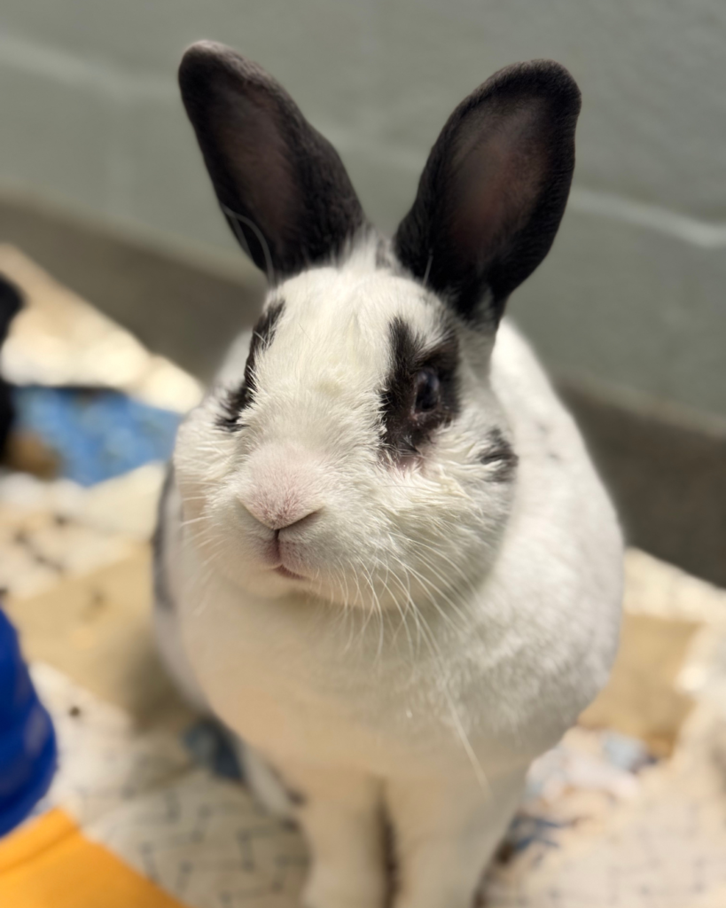ZORO: 3-YEAR-OLD MALE RABBIT