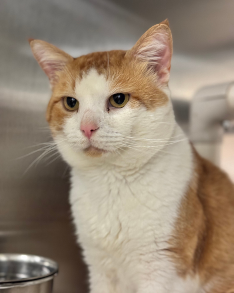 FRITO LAY: 4-YEAR-OLD MALE