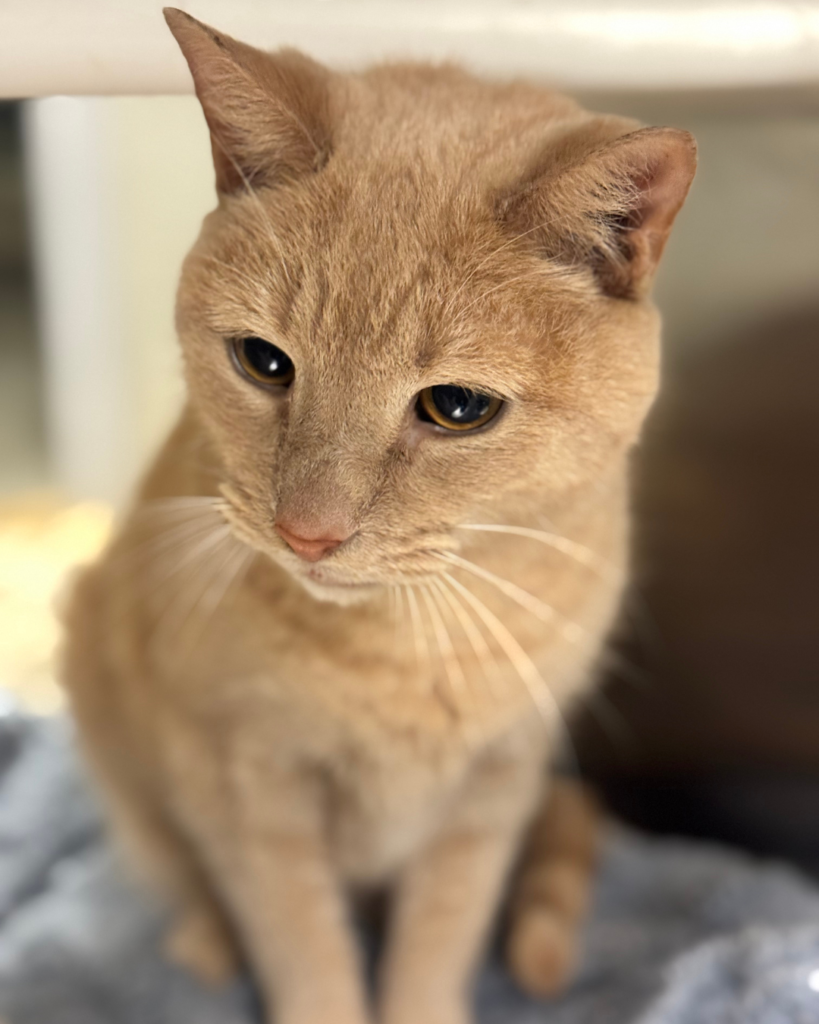 CHARLIE: 12-YEAR-OLD MALE