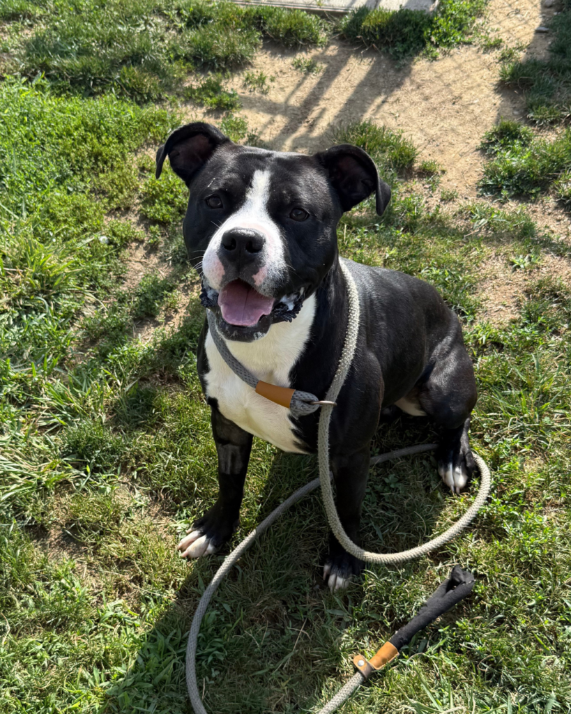 EDDIE: 3-YEAR-OLD MALE