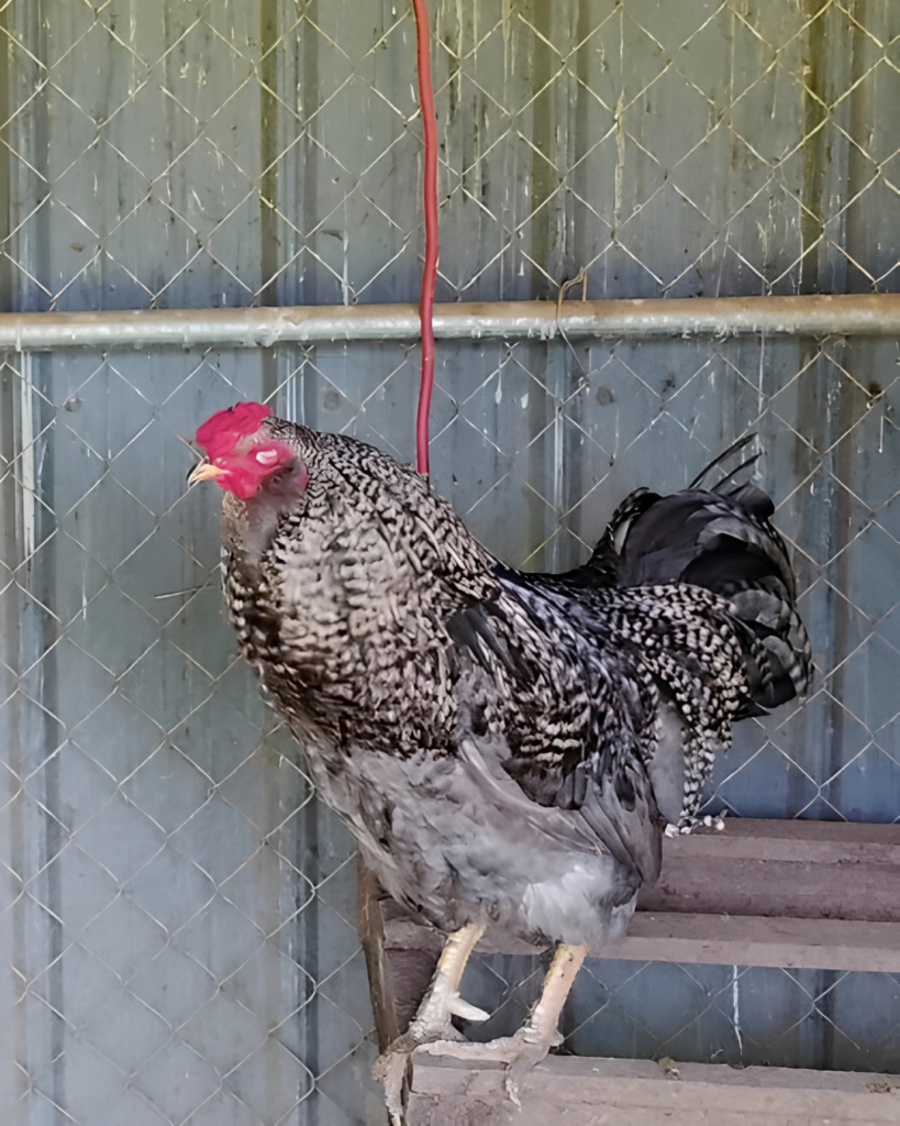 ROOSTERS