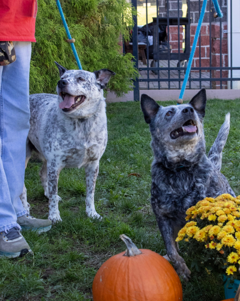 HEELERS