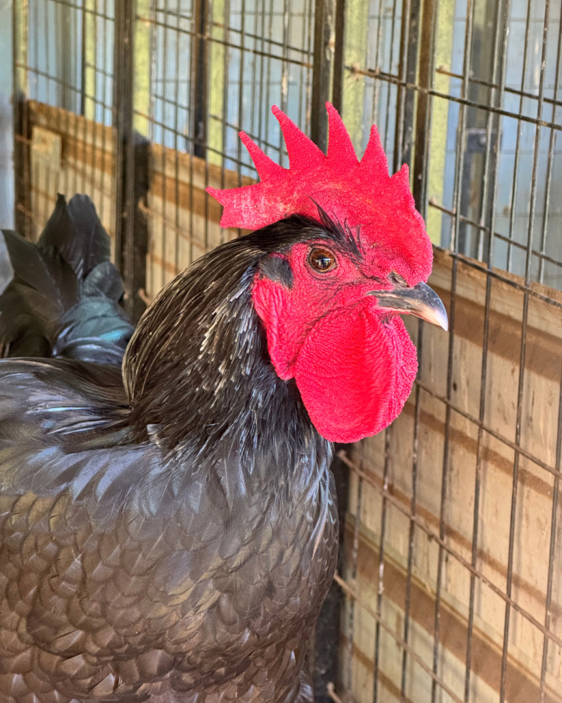 BUSTER THE ROOSTER