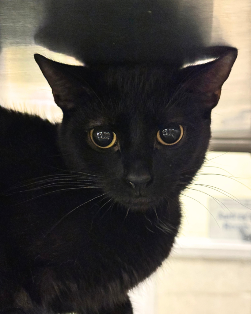 PETUNIA: 1-YEAR-OLD FEMALE