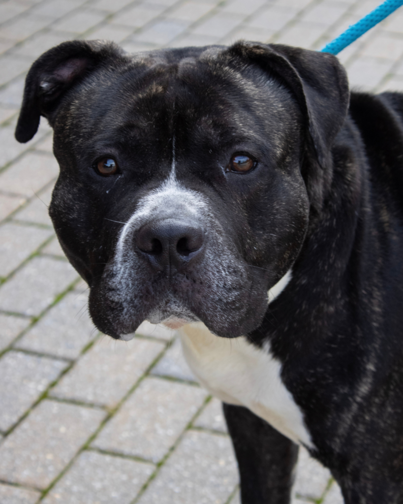 RICO: 3-YEAR-OLD MALE