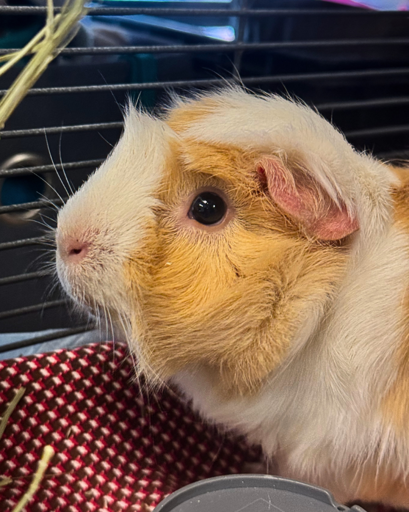 GUINEA PIGS!