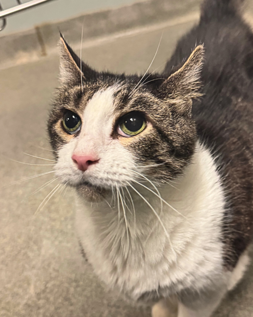 TRINKET: 12-YEAR-OLD FEMALE