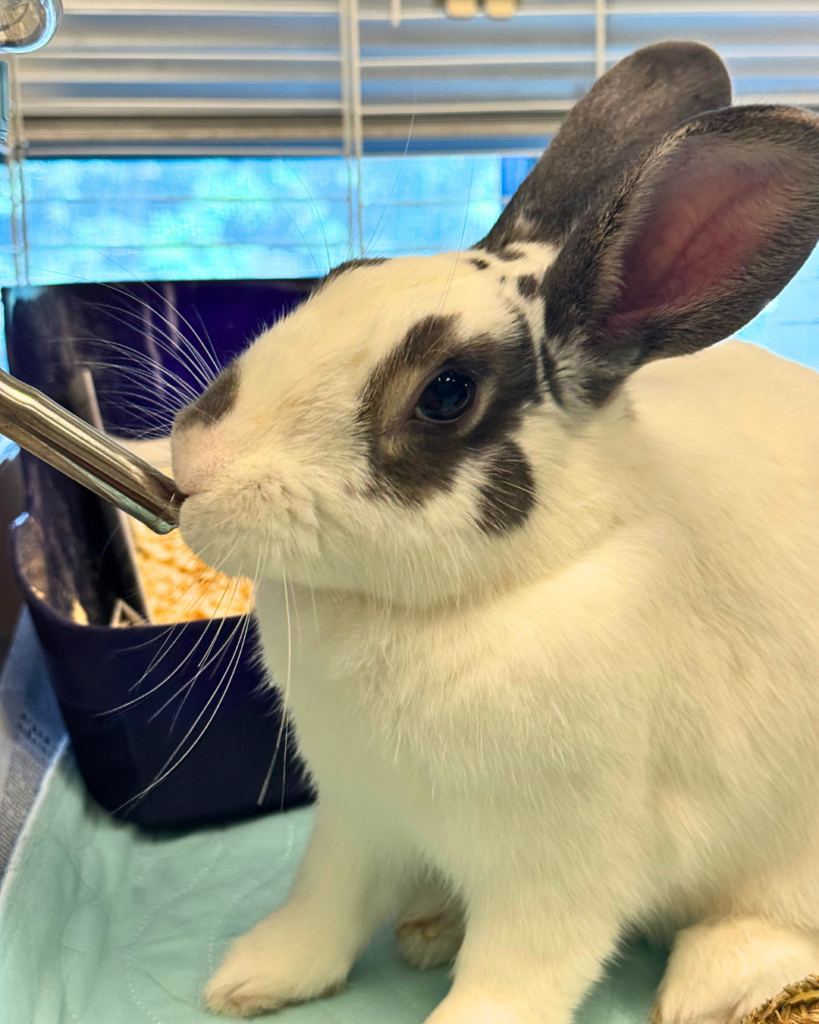 AKIKO: 2-YEAR-OLD FEMALE RABBIT