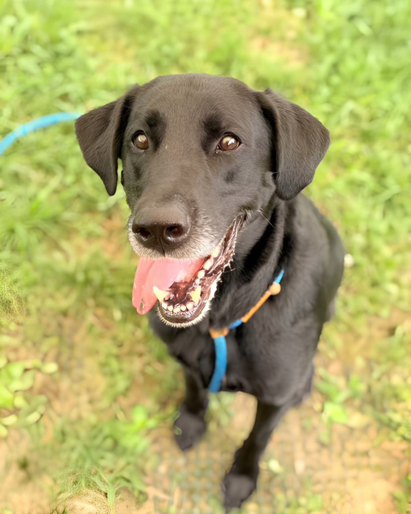 CASPIAN: 5-YEAR-OLD MALE