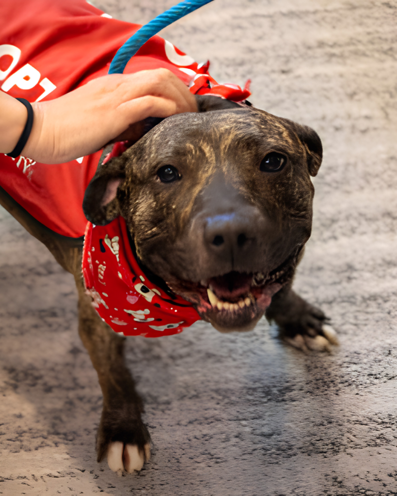 VEE: 3-YEAR-OLD FEMALE